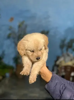 Golden retriever