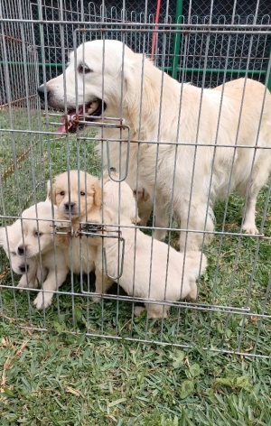 Golden retriever
