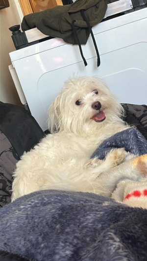 Bichon maltais