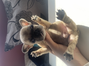 Bulldog francais