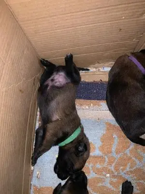 chiots malinois