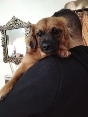 Chien pour adoption