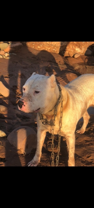 Dog Argentin