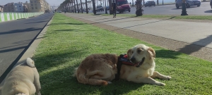 Golden retriever
