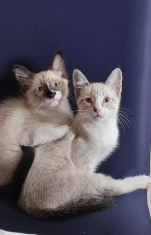 Snowshoe