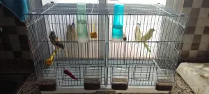 couple canaris