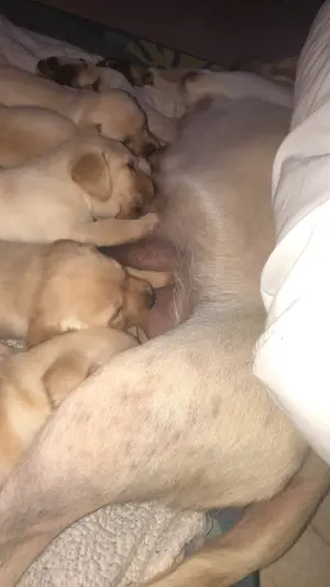 Labradors