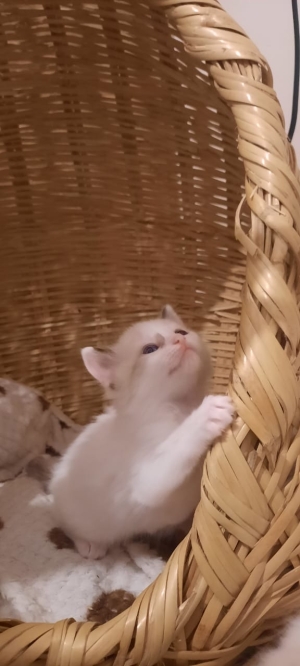 Ragdoll tigré