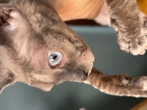 Chat sphynx femelle