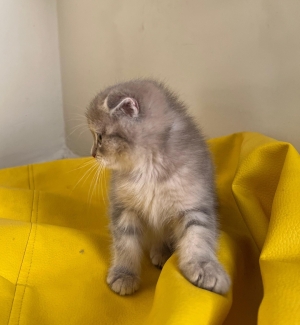 scottish fold