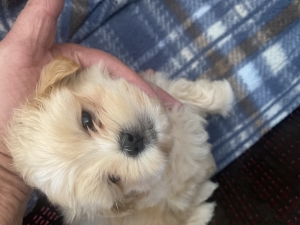 Bichon maltais nain