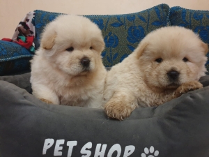 Chiot chaw chaw