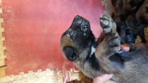 Chiot malinoix