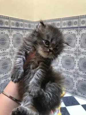 Chat persan