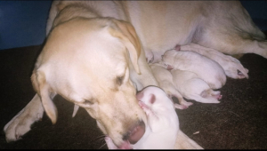 Labrador