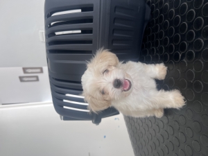 Bichon maltais
