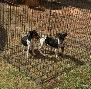 Jack Russell