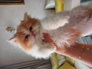 Chat persan