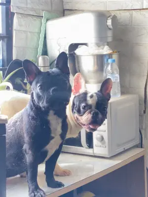 Couple bulldog