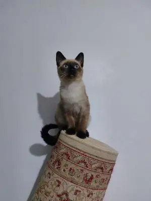 Chaton siamois