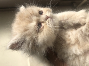 Chat male persan