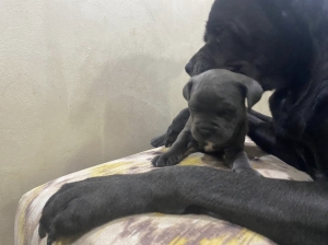 Cane corso