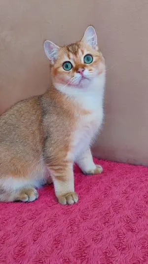 British shorthair