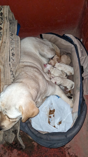 Labrador