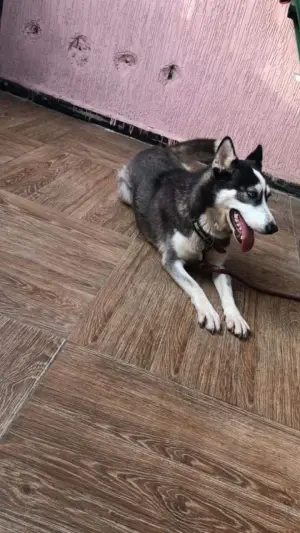 chien husky