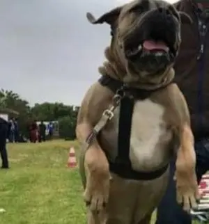Cane corso