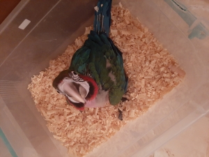 Perroquet macaw