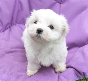 Bichon Maltais ✨