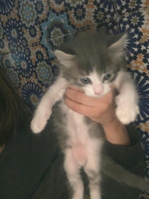 Adoption