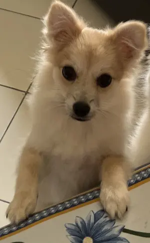 Spitz