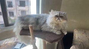 Chat persan