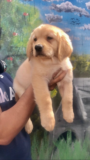 Labrador