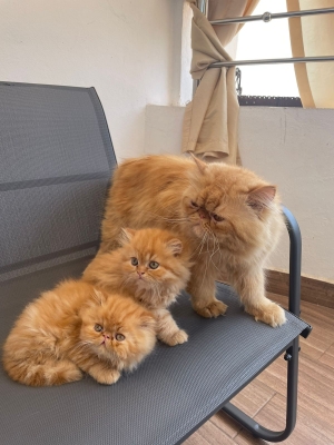 Chatons persan roux