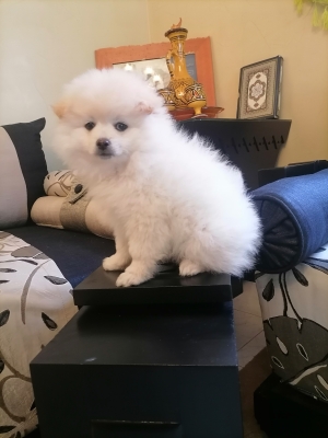 Spitz