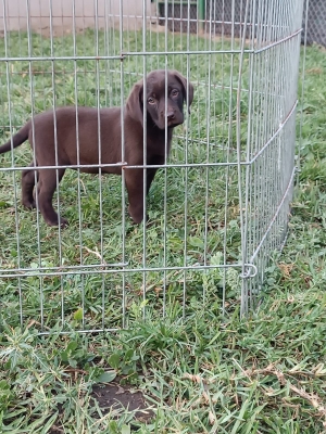 Labrador chocolat