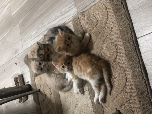 Chatons à donner