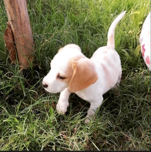 Beagle