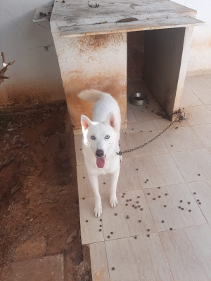 Chien husky