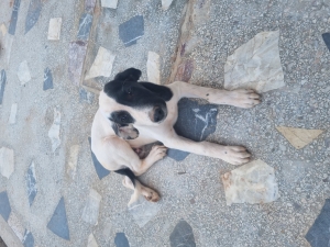 Chiot