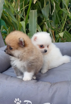 Spitz nain