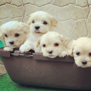 Bichon Havanais