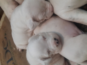 Chiot dog argentin