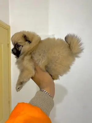 Spitz nain