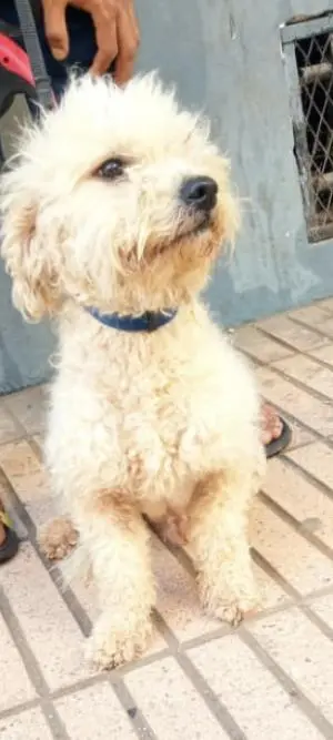 Bichon