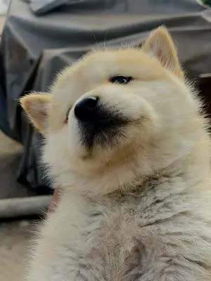 Akita