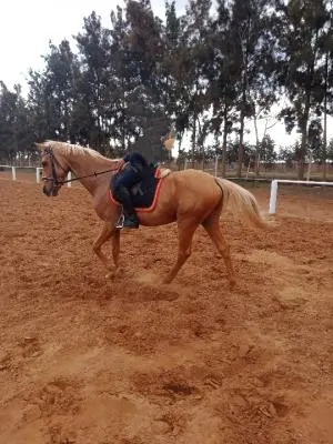 Cheval à vendre
